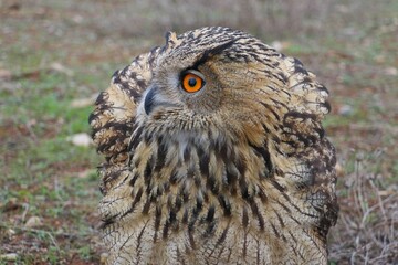 Eurasian Eagle-Owl (Bubo bubo) is Inhabits forests and steep cliffs. It lives in Asia, Europe and North Africa.it is the largest owl living in rocky areas in Turkey.