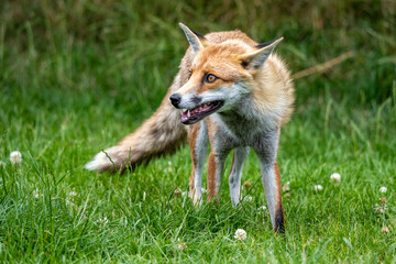 red fox in the grass