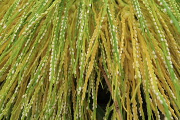 Fototapeta premium Close up areca nut flower stalks are yellow and green on Palm. Alias Areca catechu flower 