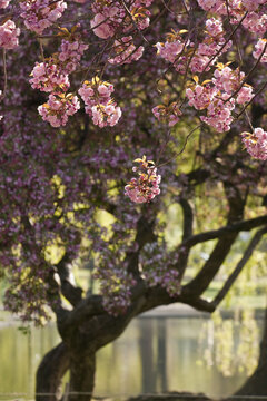 Cherry Blossom tree, Boston, Suffolk County, Massachusetts, USA