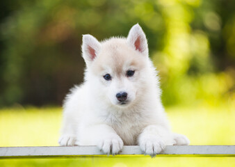 Beautiful siberian husky puppy in the park © Ilona Didkovska