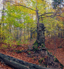 Autumn nature on the Jizera mountains in Bohemia - 555166903