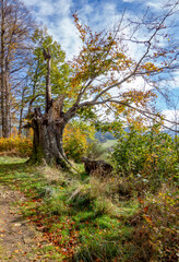 Autumn nature on the Jizera mountains in Bohemia - 555167133