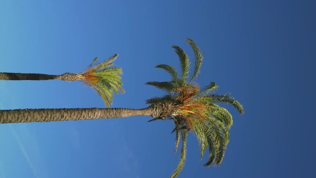 palm trees with green leaves waving on wind. Vertical shot