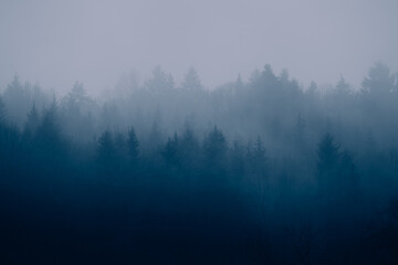 Forest mountain misty morning nature background