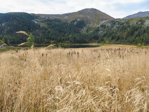 Panoramic view of alpine lake Winterleitensee surrounded by swamp, golden reed and fir forest near Zirbitzkogel, Seetal Alps, Styria (Steiermark), Austria, Europe. Idyllic hiking trails in summer