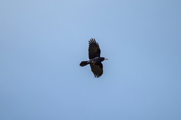 vol d'un corbeau dans le ciel bleu