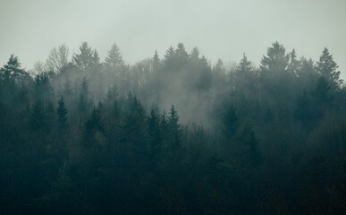 Forest mountain misty morning nature background