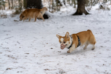 Corgi in a muzzle. The puppy is walking in the snow.