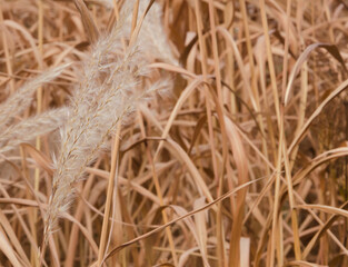 Autumn landscape with Silver Grass panicle 