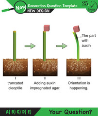 Biology - Lecture notes, plant physiology, flower, seed, root, stem, leaf, next generation question template, eps