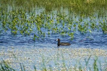 waterfowl on a marsh pond