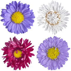 flowers pattern for designer on white isolated background.chamomile, dahlia and wild flower. medical and beauty industry.