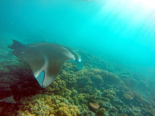 Fototapeta na wymiar Reef manta ray (Mobula alfredi) feeding on a reef in the Yasawa Islands of Fiji