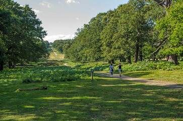 Walking in Richmond Park, London on a summer afternoon - 555170155