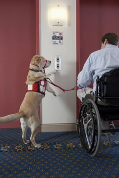 Service dog pushing button for elevator with a man in a wheelchair with a Spinal Cord Injury