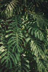 fern leaves in the forest