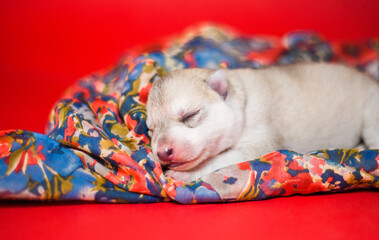 Newborn gray siberian husky puppy