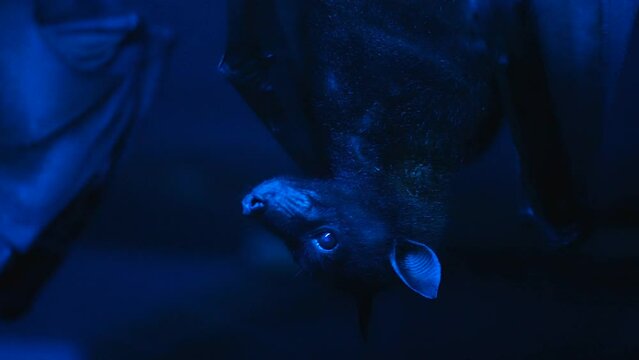 Scary fruit vampyrus bat covered by wings hang upside down looking at camera. COVID. Flying fox blue backlight close up. Coronavirus period. Bat sleep night cave. Covid-19. Dark spooky vampire closeup