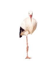 stork png © Kim4Kids
