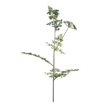 Front view of Plant (Daucus Carota 1) Tree png