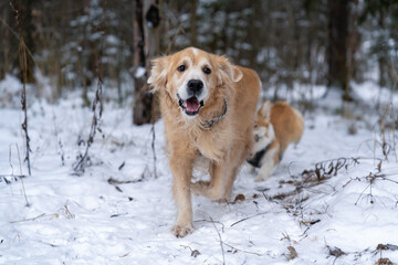 Golden retriever walking in the park in winter