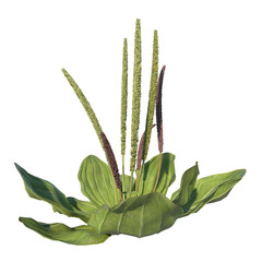 Front view of Plant ( Plantago major broadleaf plantain 3) Tree png