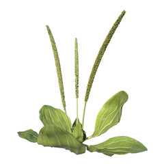 Front view of Plant ( Plantago major broadleaf plantain 2) Tree png