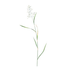 Front view of Plant (Tall grass 1) Tree png