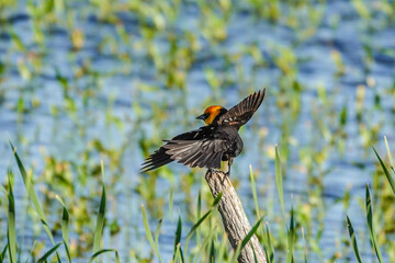 winged blackbird on a fence post over the water
