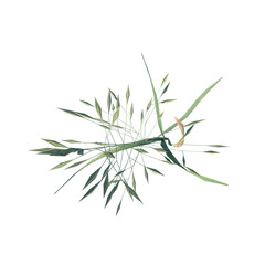 Top view of Plant (Tall grass 1) Tree png