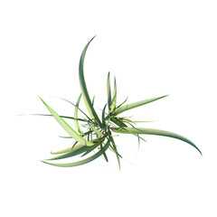 Top view of Plant ( Tall grass lawn 1) Tree png