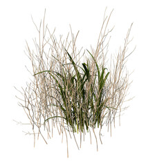 Front view of Plant ( Dry tall grass 1) Tree png