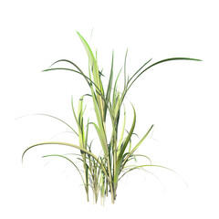 Front view of Plant ( Tall grass lawn 1) Tree png