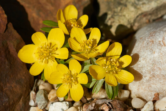 Winterlinge im Fr&uuml;hjahr	