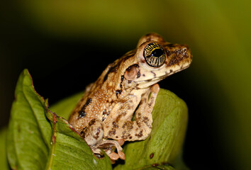 Tiny ray-eyed frog in the Amazon rainforest
