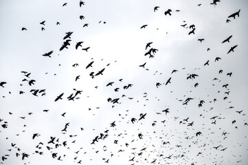 Crows fly against the gray sky. Lots of flying birds