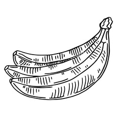 Sketch ink vintage banana illustration, draft silhouette drawing, black isolated on white background. Food graphic etching design.