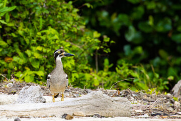 Shy and rare beach stone-curlew moving slowly while looking for food spotted in Daintree...
