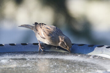 Haussperling an einer zugefrorenen Vogeltränke	
