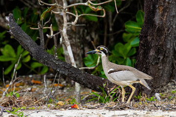 Shy and rare beach stone-curlew moving slowly while looking for food spotted in Daintree...