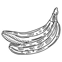 Sketch ink vintage banana illustration, draft silhouette drawing, black isolated on white background. Food graphic etching design.