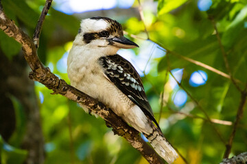 Beautiful Laughing kookaburra sitting on the branch in Queensland, Australia. Widlife of Australia. Birds of Australia