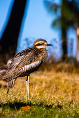 Bush stone-curlews enjoying the sun on Magnetic Island in Queensland, Australia. Widlife of Magnetic Island, Queensland. Birds of Australia.
