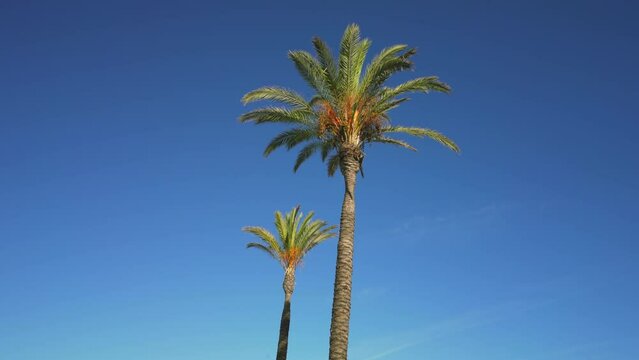palm trees with green leaves waving on wind