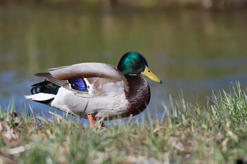 Stockenten Erpel bei der Gefiederpflege am Morgen	