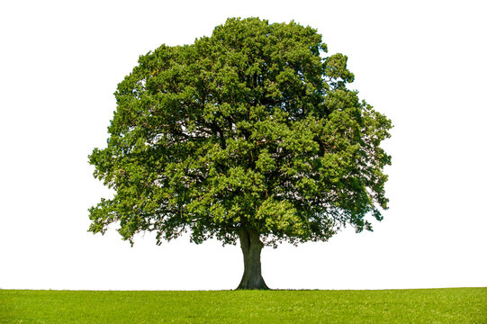 Single tree with big treetop in summer