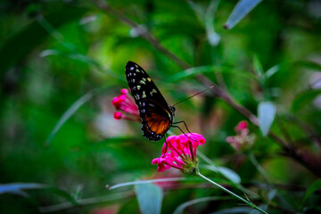 butterfly on flower