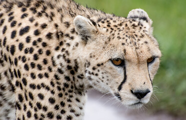 Close up Cheetah