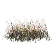 Front view of Plant ( Dry Grass Long Lawn 2) Tree png